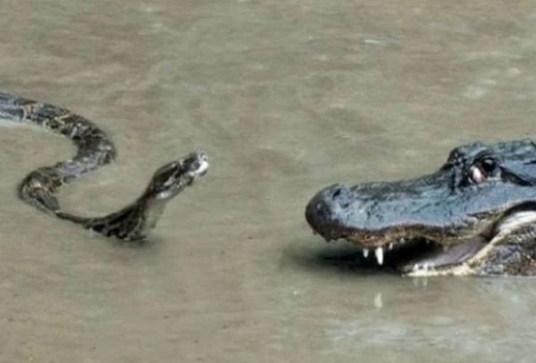 Επική μάχη ανάμεσα σε πύθωνα και αλιγάτορα – Δείτε τι έγινε! – Βίντεο